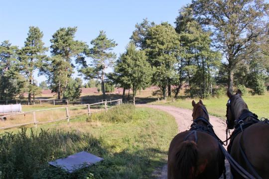 Kutschfahrten durch die Heide