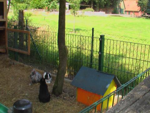 Streichelzoo auf dem Haflinger-Ferienhof Hamburg