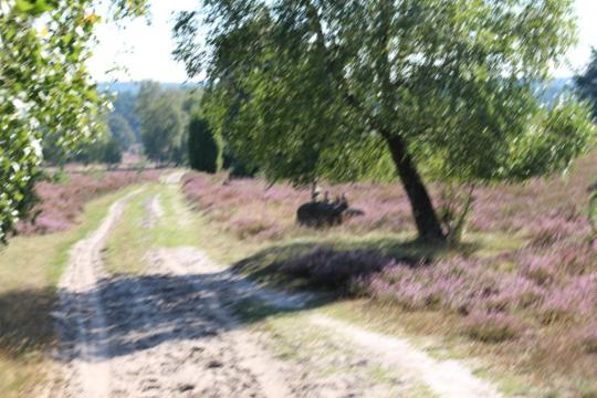 Wandern und Radfahren in der Heide