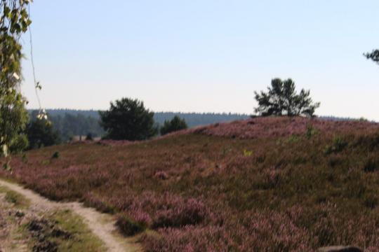 Blühende Heide