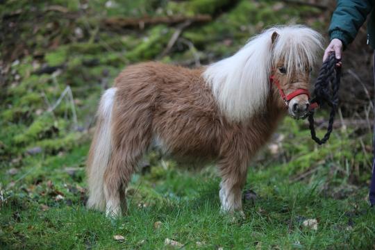 Mini-Shetty Haflinger-Ferienhof Hamburg