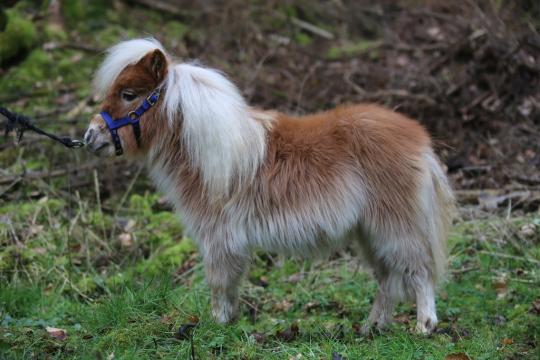 Mini-Shetty Haflinger-Ferienhof Hamburg